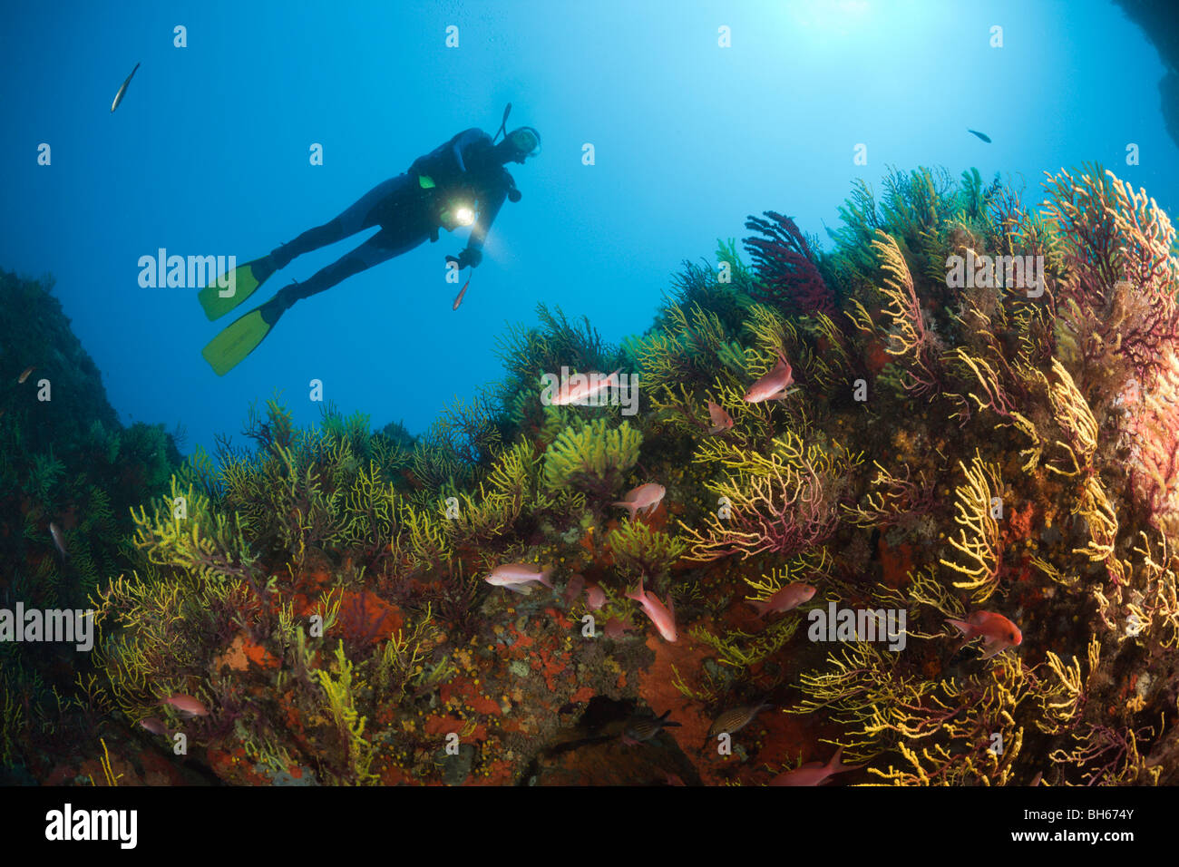 Diver over Reef with Anthias, Anthias anthias, Tamariu, Costa Brava, Mediterranean Sea, Spain Stock Photo