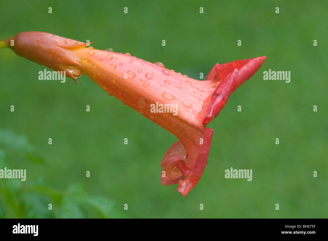 Horizontal profile Southeast U.S. Red-Orange Trumpet Vine/Trumpet Creeper (Campsis Radicans) summer Flower covered in raindrops. Stock Photo
