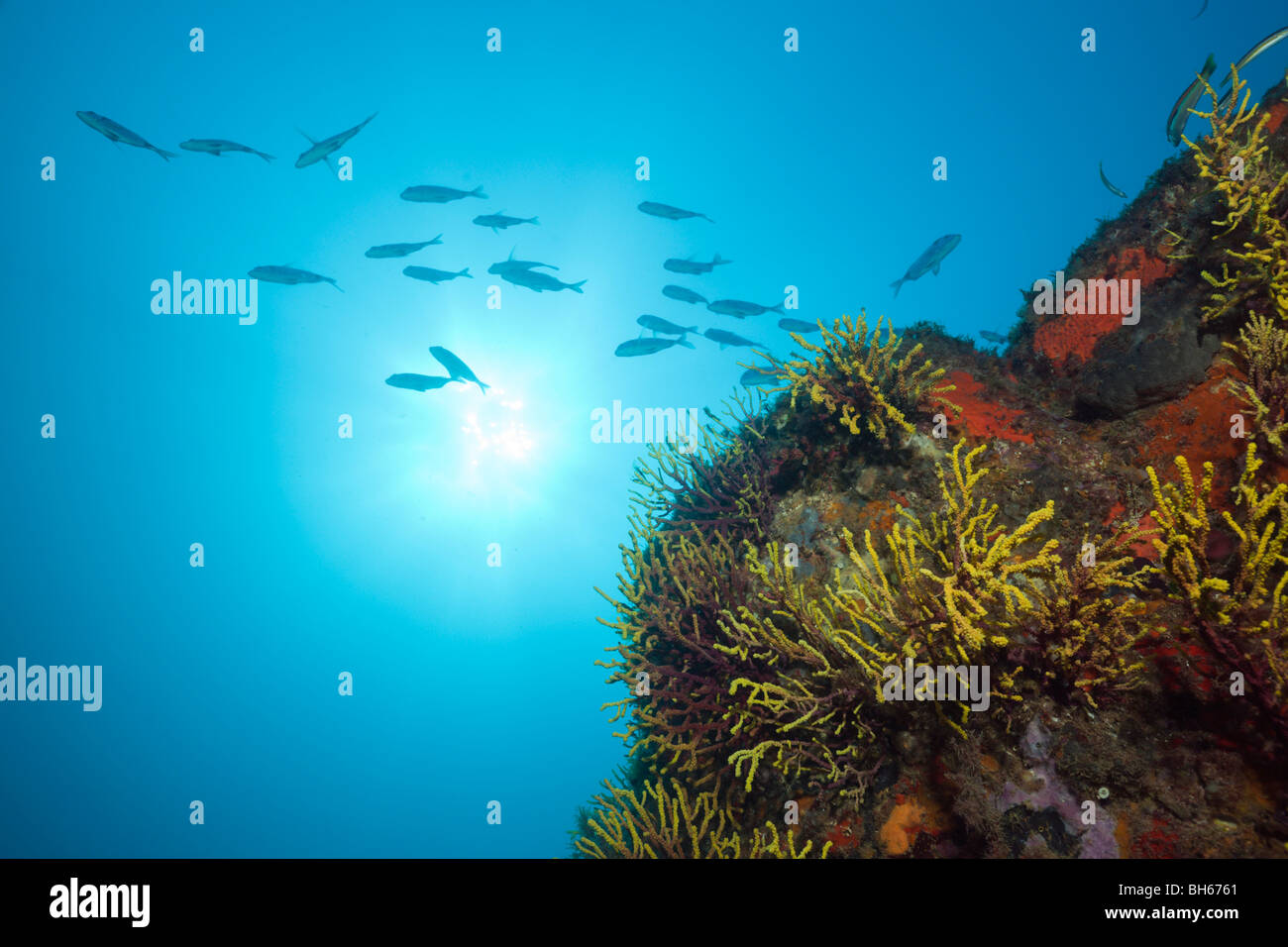 Reef with Shoal of Two-banded Breams, Diplodus vulgaris, Tamariu, Costa Brava, Mediterranean Sea, Spain Stock Photo
