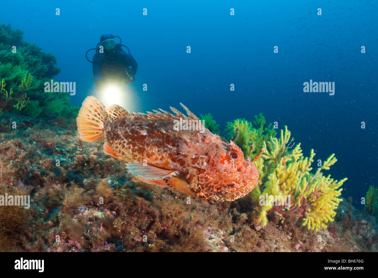 Great Rockfish and Scuba Diver, Scorpaena scrofa, Tamariu, Costa Brava, Mediterranean Sea, Spain Stock Photo