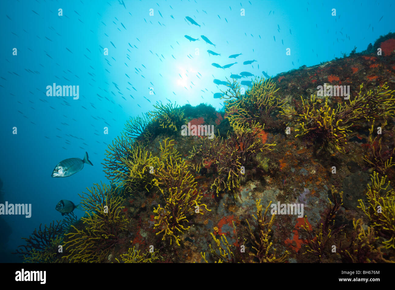 Reef with Variable Gorgonians, Paramuricea clavata, Tamariu, Costa Brava, Mediterranean Sea, Spain Stock Photo
