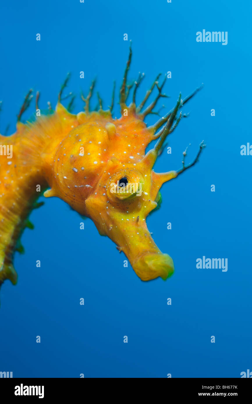 Yellow Longsnouted Seahorse, Hippocampus ramulosus, Tamariu, Costa Brava, Mediterranean Sea, Spain Stock Photo