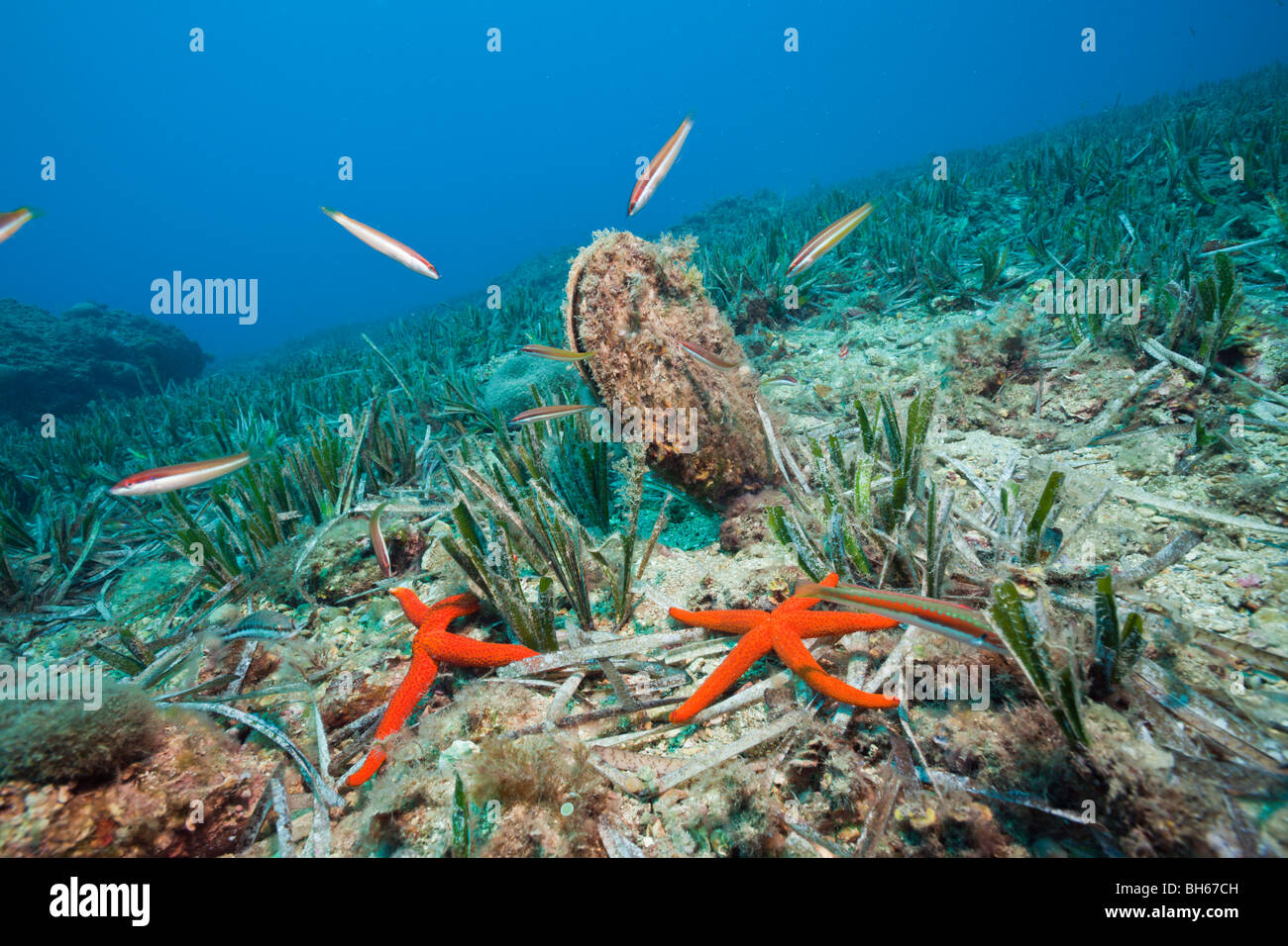 Noble Pen Shell, Pinna nobilis, Les Ferranelles, Medes Islands, Costa Brava, Mediterranean Sea, Spain Stock Photo