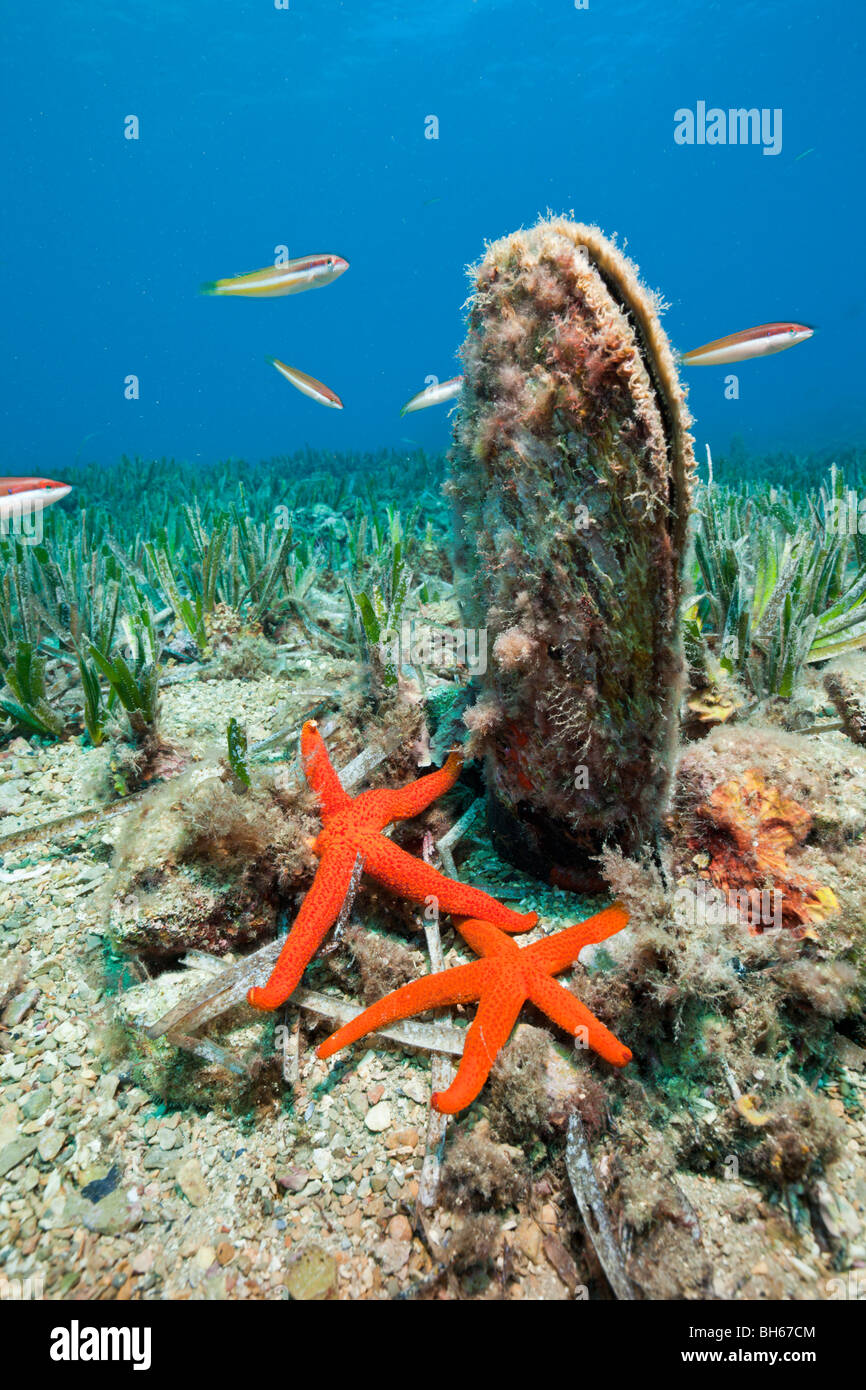 Noble Pen Shell, Pinna nobilis, Les Ferranelles, Medes Islands, Costa Brava, Mediterranean Sea, Spain Stock Photo