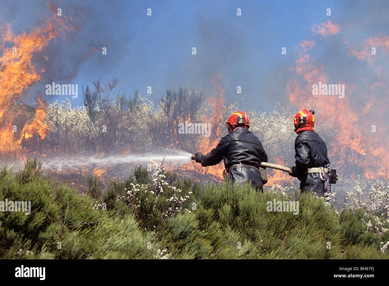 FIREFIGHTER ATTACKING A SCRUB LAND BURN-BEATING FIRE, LOZERE (48), FRANCE Stock Photo