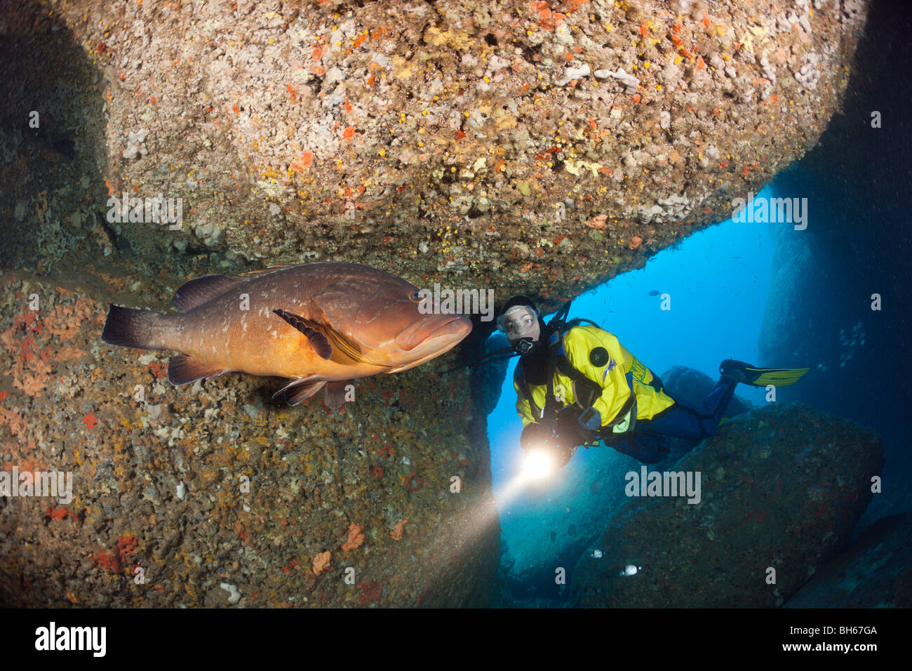 Scuba Diver and Dusky Grouper in Cave, Epinephelus marginatus, Dofi North, Medes Islands, Costa Brava, Mediterranean Sea, Spain Stock Photo