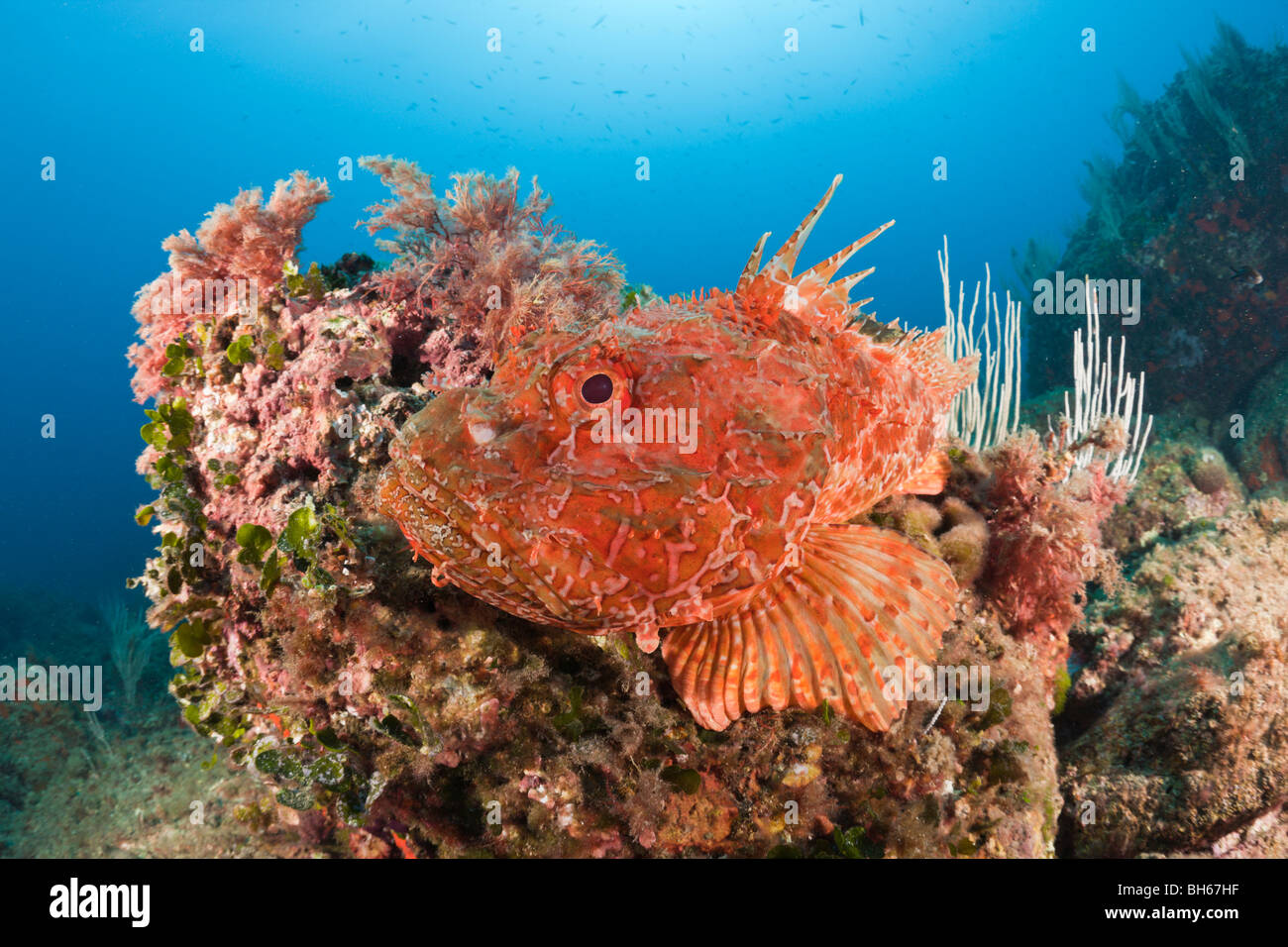 Great Rockfish, Scorpaena scrofa, Les Ferranelles, Medes Islands, Costa Brava, Mediterranean Sea, Spain Stock Photo