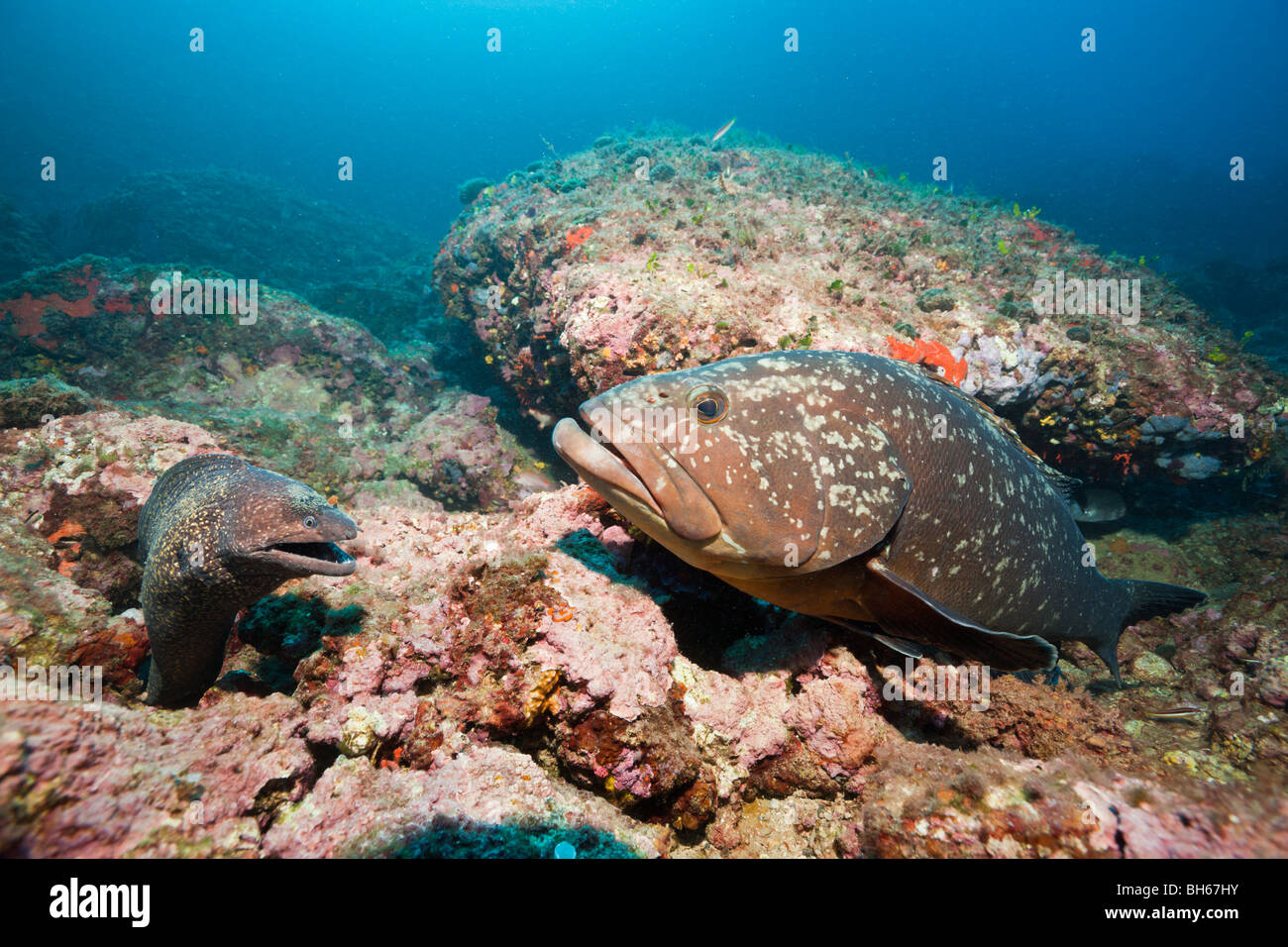 Mediterranean Moray, Dusky Grouper, Muraena helena, Epinephelus marginatus, Medes Islands, Costa Brava, Mediterranean Sea, Spain Stock Photo