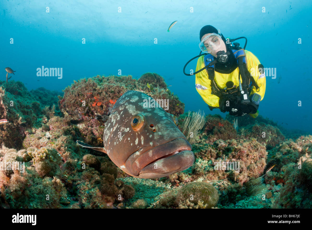 Scuba Diver and Dusky Grouper, Epinephelus marginatus, Carall Bernat, Medes Islands, Costa Brava, Mediterranean Sea, Spain Stock Photo