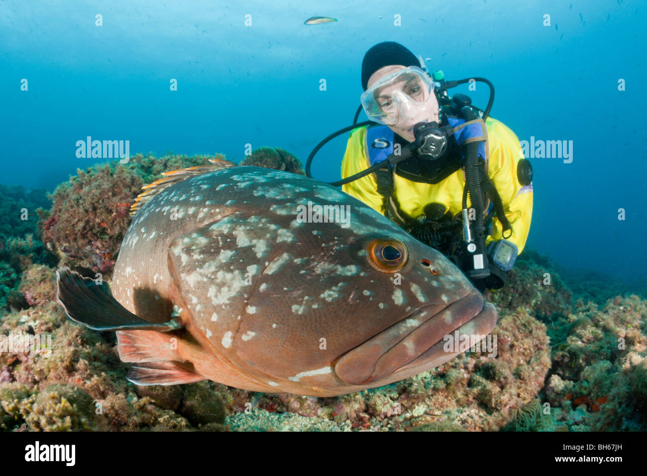 Dusky Grouper and Scuba Diver, Epinephelus marginatus, Carall Bernat, Medes Islands, Costa Brava, Mediterranean Sea, Spain Stock Photo