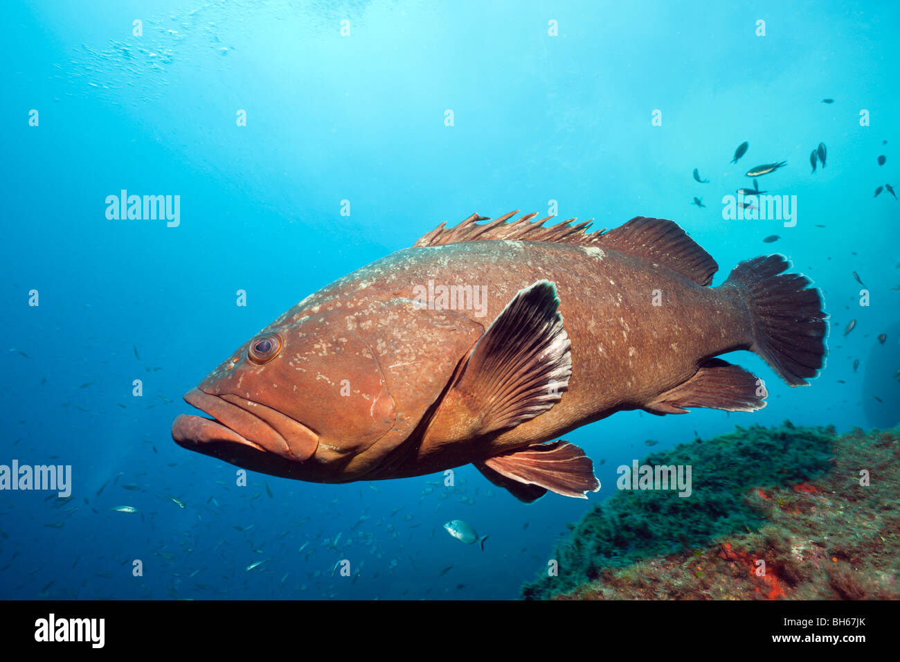 Dusky Grouper, Epinephelus marginatus, Carall Bernat, Medes Islands, Costa Brava, Mediterranean Sea, Spain Stock Photo