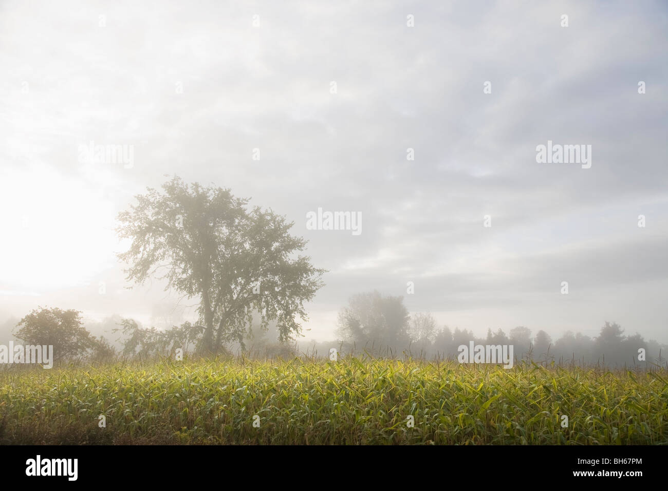 Misty corn field Stock Photo