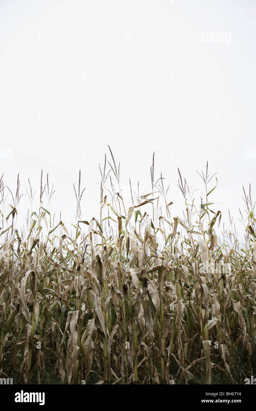 Corn crop hi-res stock photography and images - Alamy
