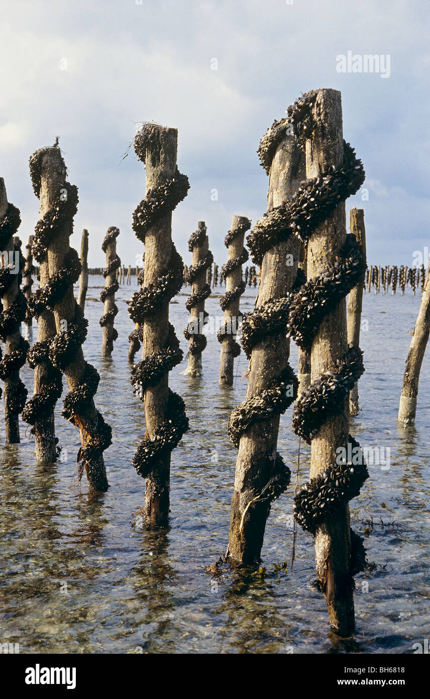 mussel cultivation mussels at wooden poles Stock Photo Alamy