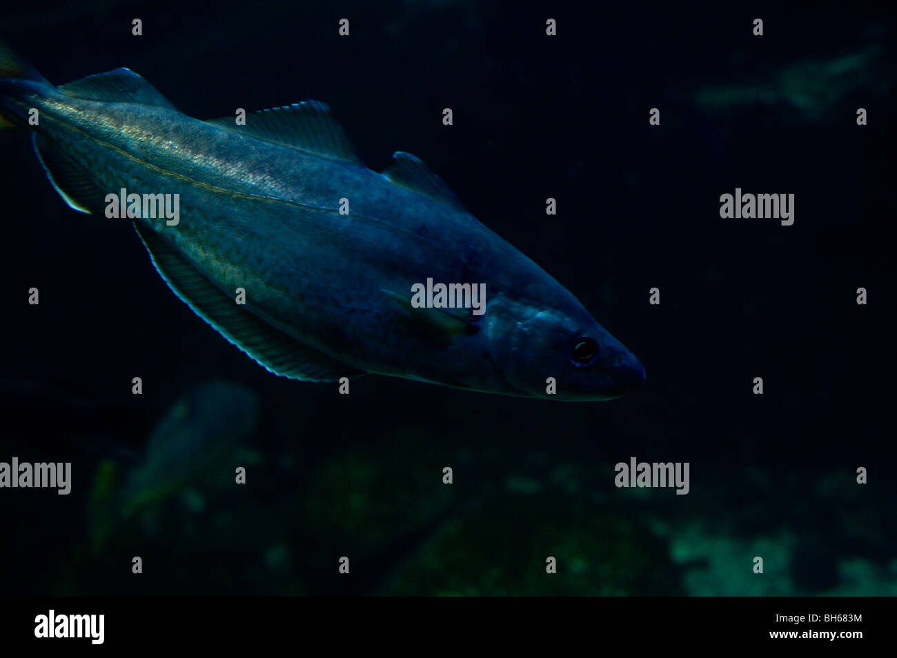 Pollock Inmersion Pollock under water Stock Photo - Alamy