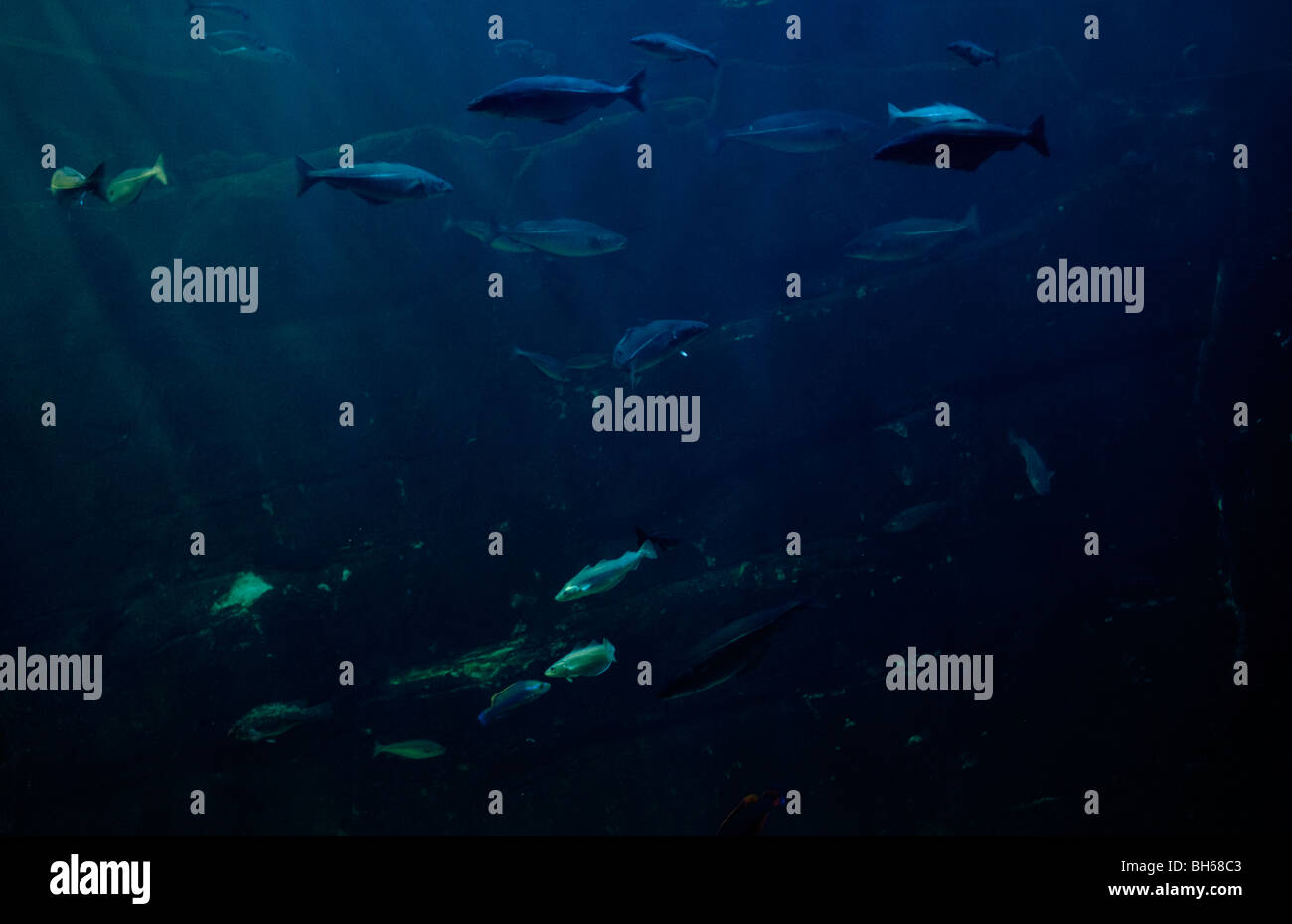 cod school, underwater Stock Photo Alamy
