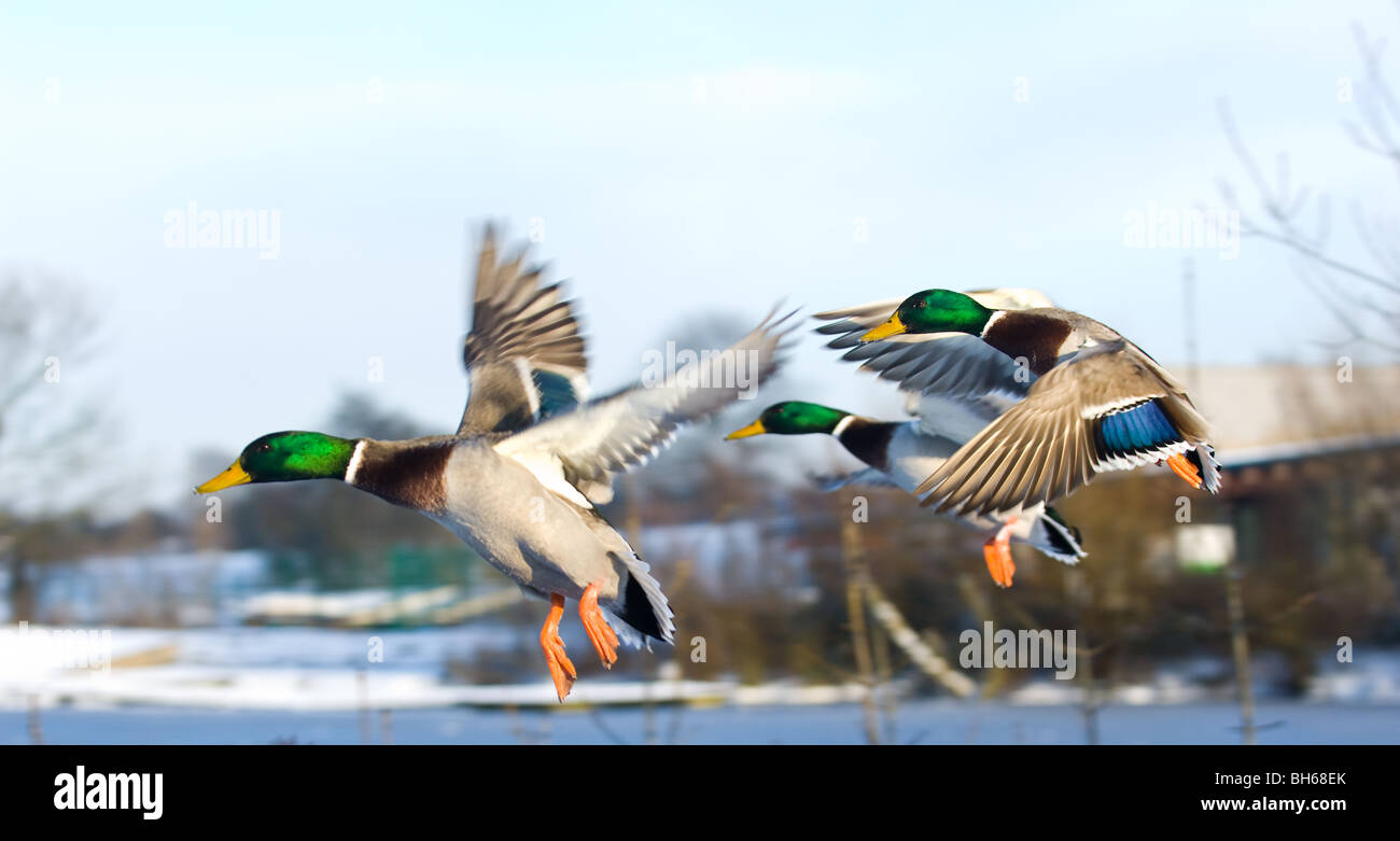 Male adult Mallard flying and preparing to land. Stock Photo