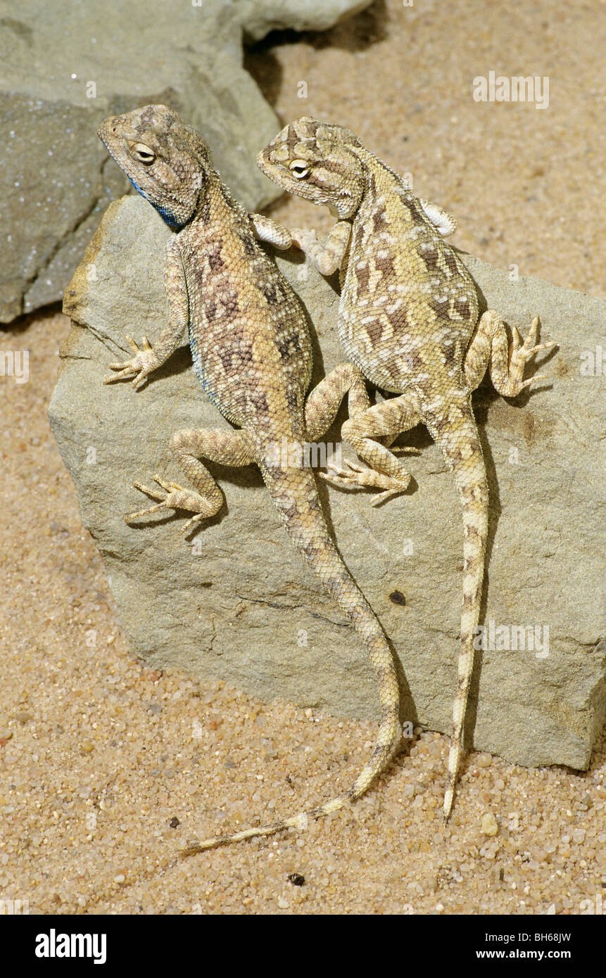 two Trapelus savignyi on a rock - couple / Trapelus savignyi Stock Photo