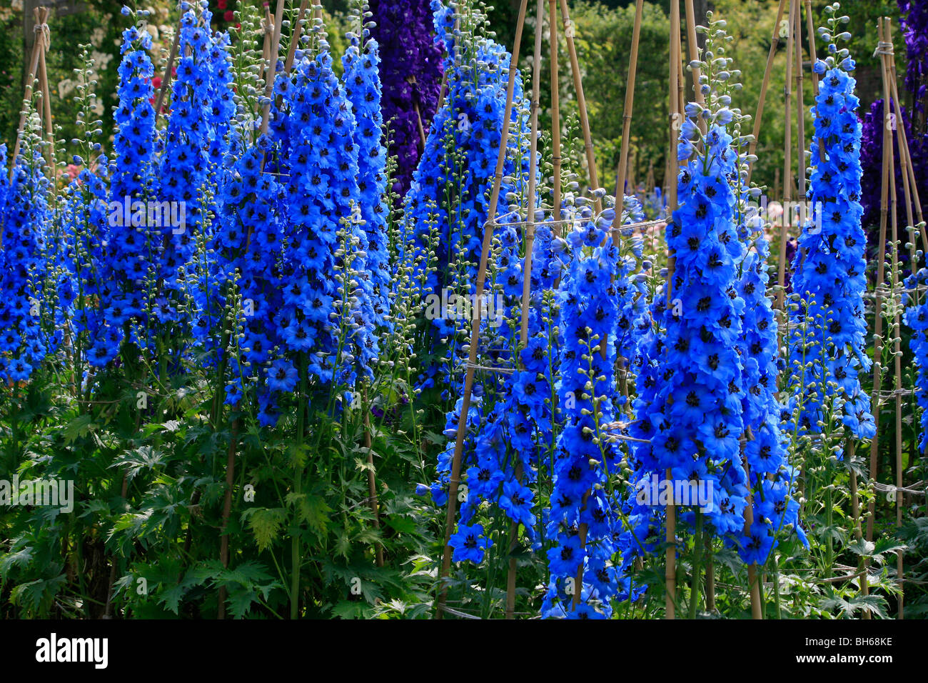 Delphiniums blooming at Alnwick Garden in Northumberland. Stock Photo