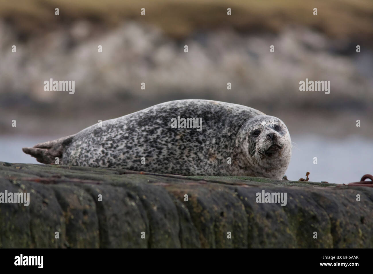 A Common Seal hauled out on the quayside in Hoswick, Shetland. Stock Photo