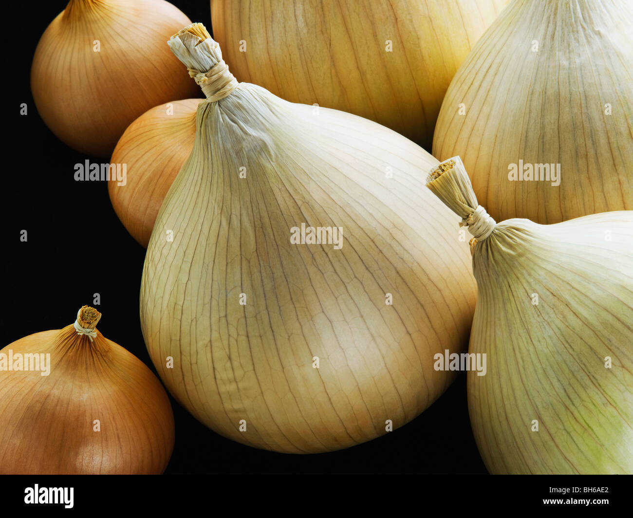 A group of onions both small and large Stock Photo