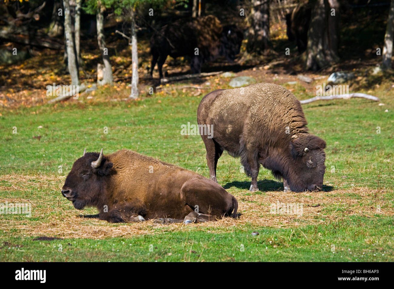 Bison, Bison bison, (aka Buffalo) in Les Prairies at Parc Omega in Montebello, Outaouais, Quebec, Canada. Stock Photo