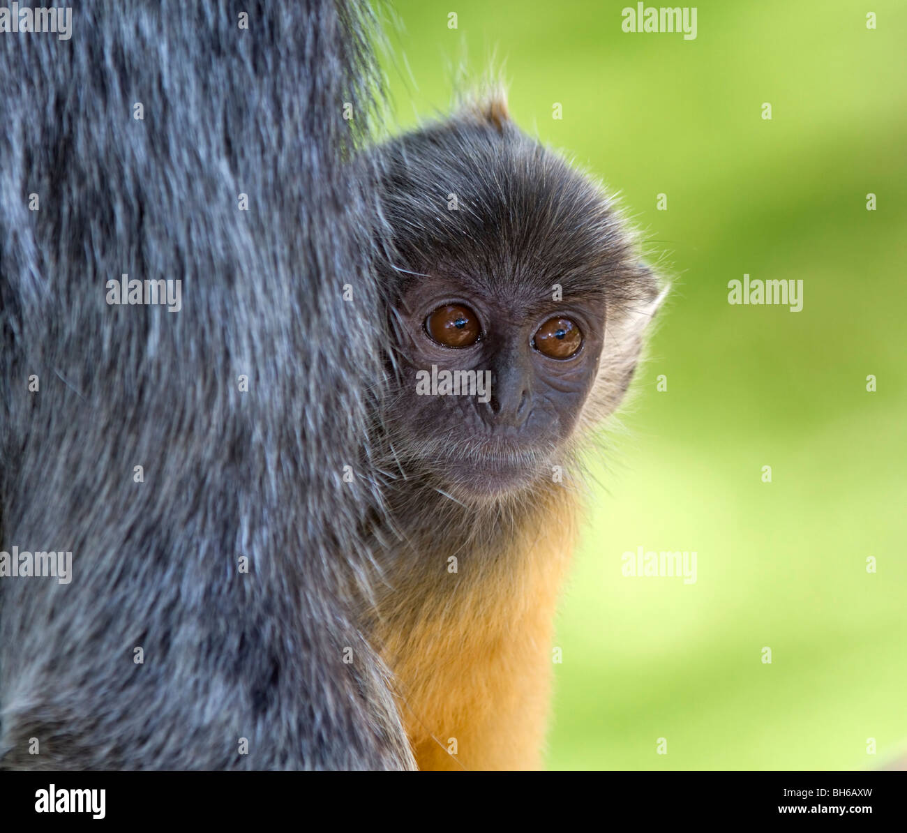 Silvery lutung baby peeping from the safety of its mother (Trachypithecus cristatus (selangorensis or cristatus)). Stock Photo