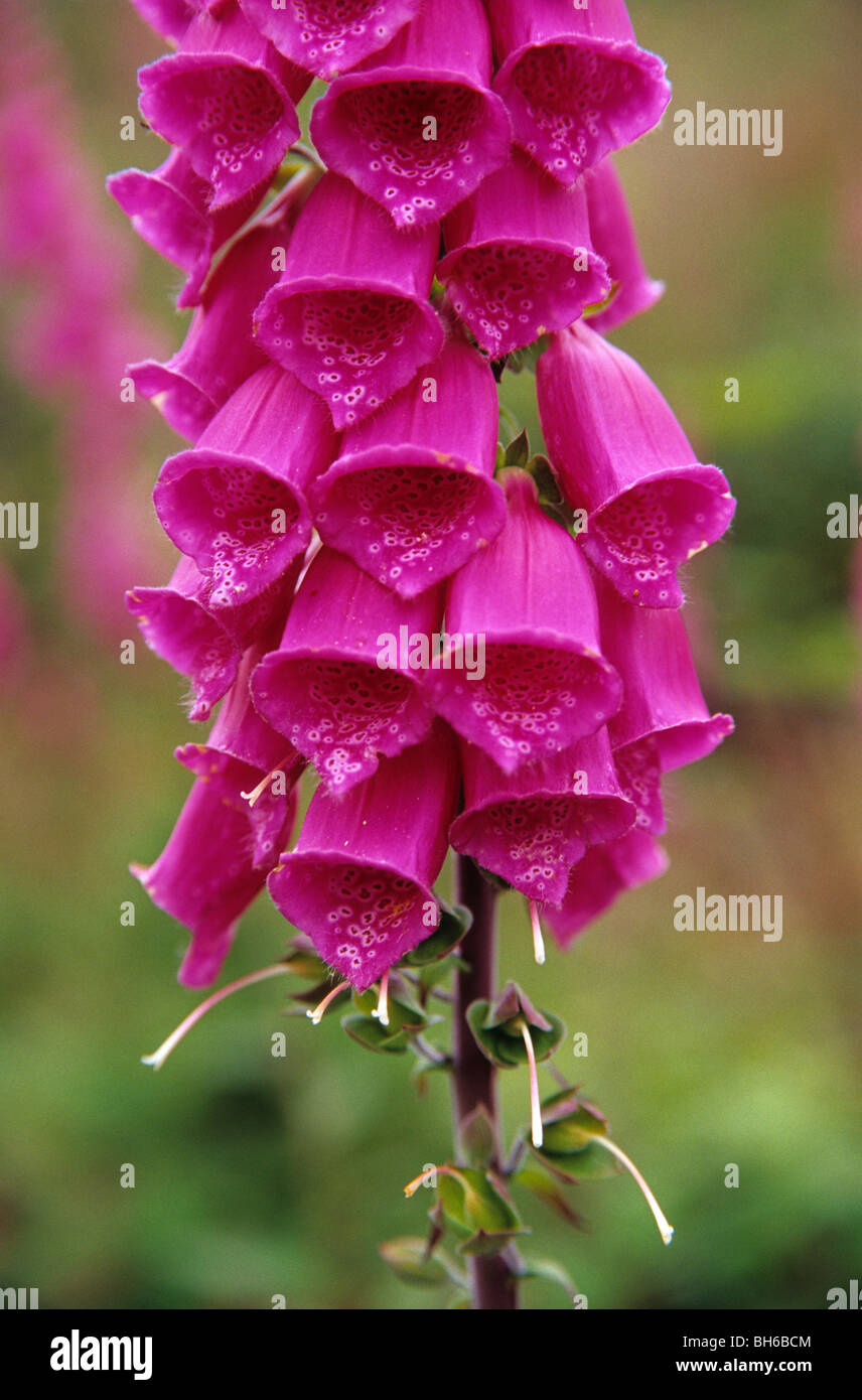 digitalis blooming, Digitalis purpurea; foxgloves are pioneers on new