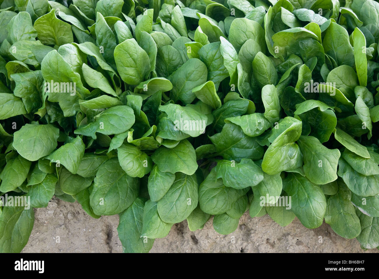 Spinach 'Baby Spinach' growing Stock Photo Alamy
