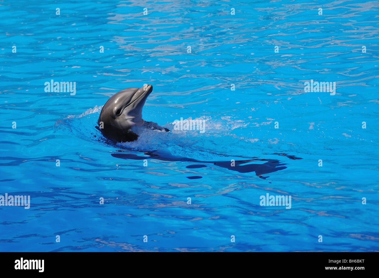 Dolphin at Loro Parque, Tenerife, Spain Stock Photo