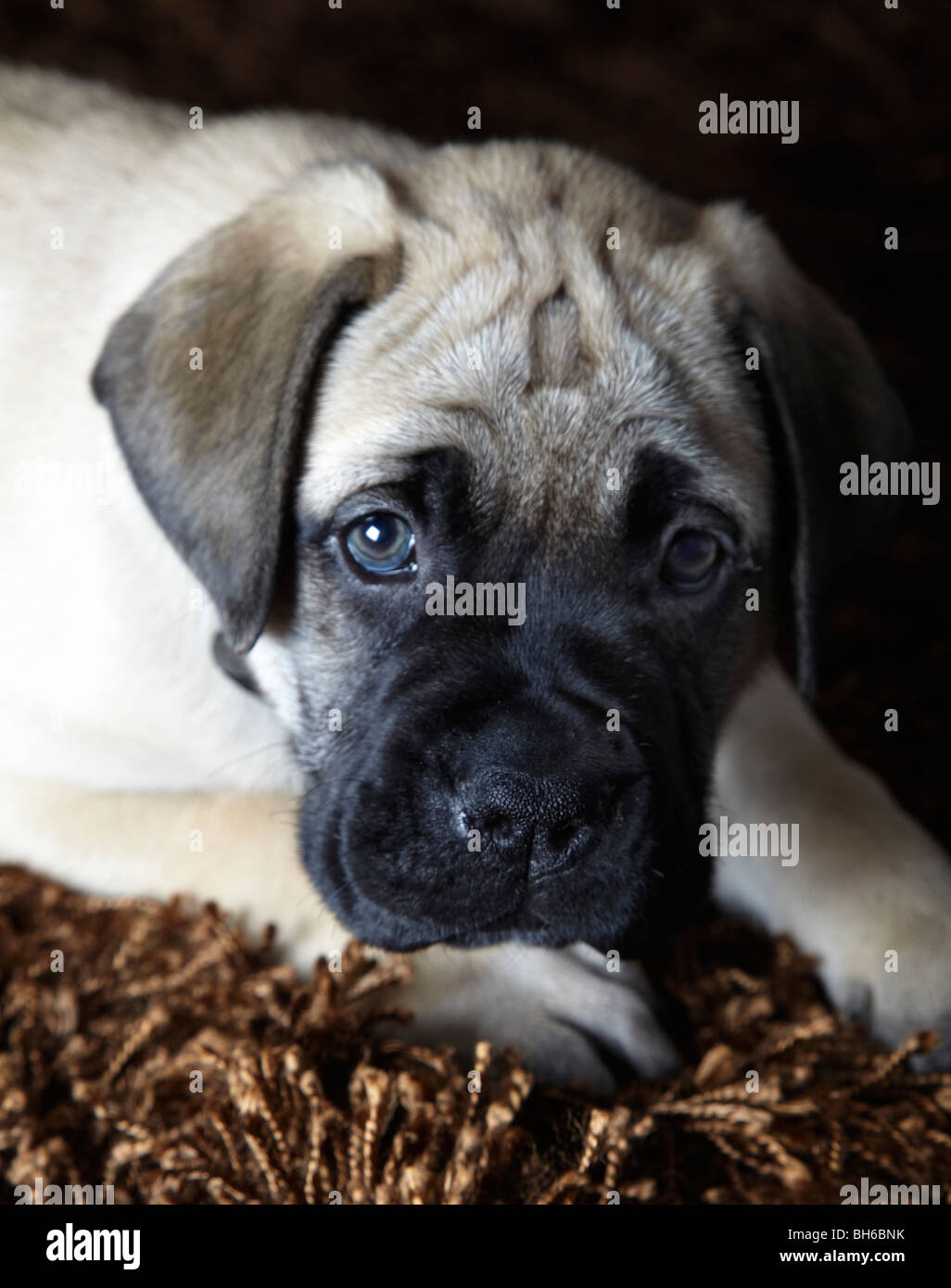 how much should english mastiff puppies weigh