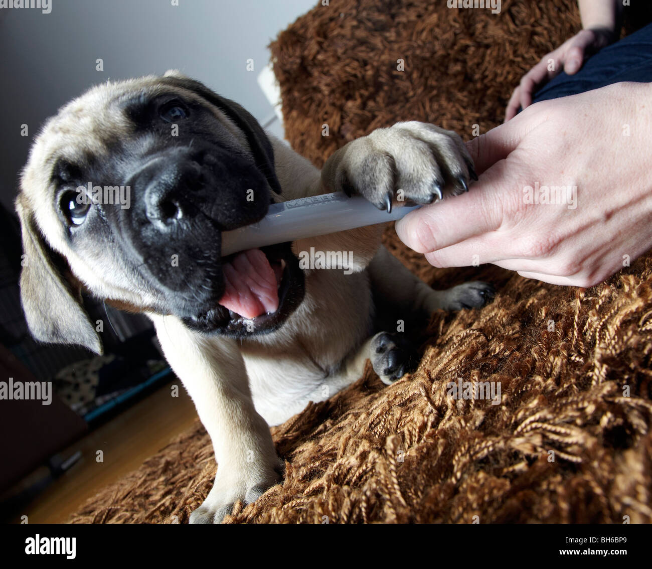 Are Bones Safe For Bullmastiff Puppies