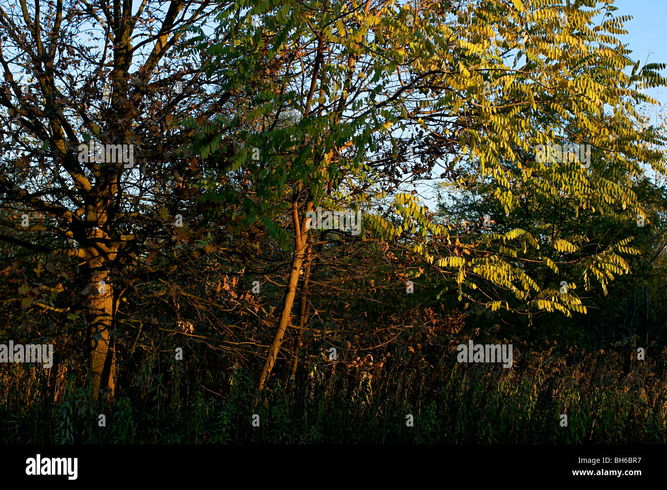Forest in the autumn Stock Photo - Alamy