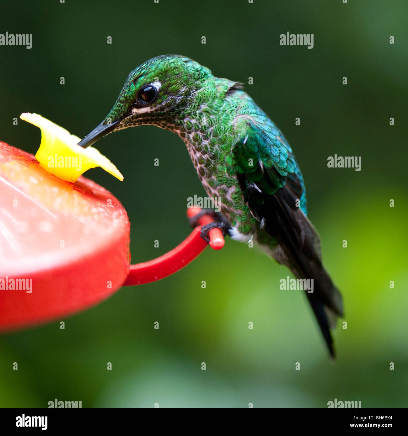 green-crowned-brilliant-hummingbird-in-the-monteverde-rain-forest-in