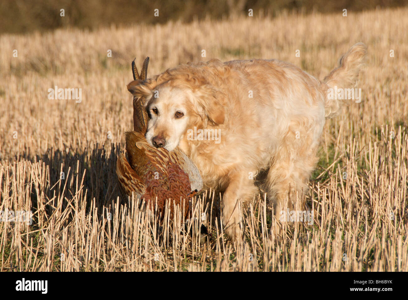 A Golden Retriever dog collecting a pheasant during a game shoot Stock