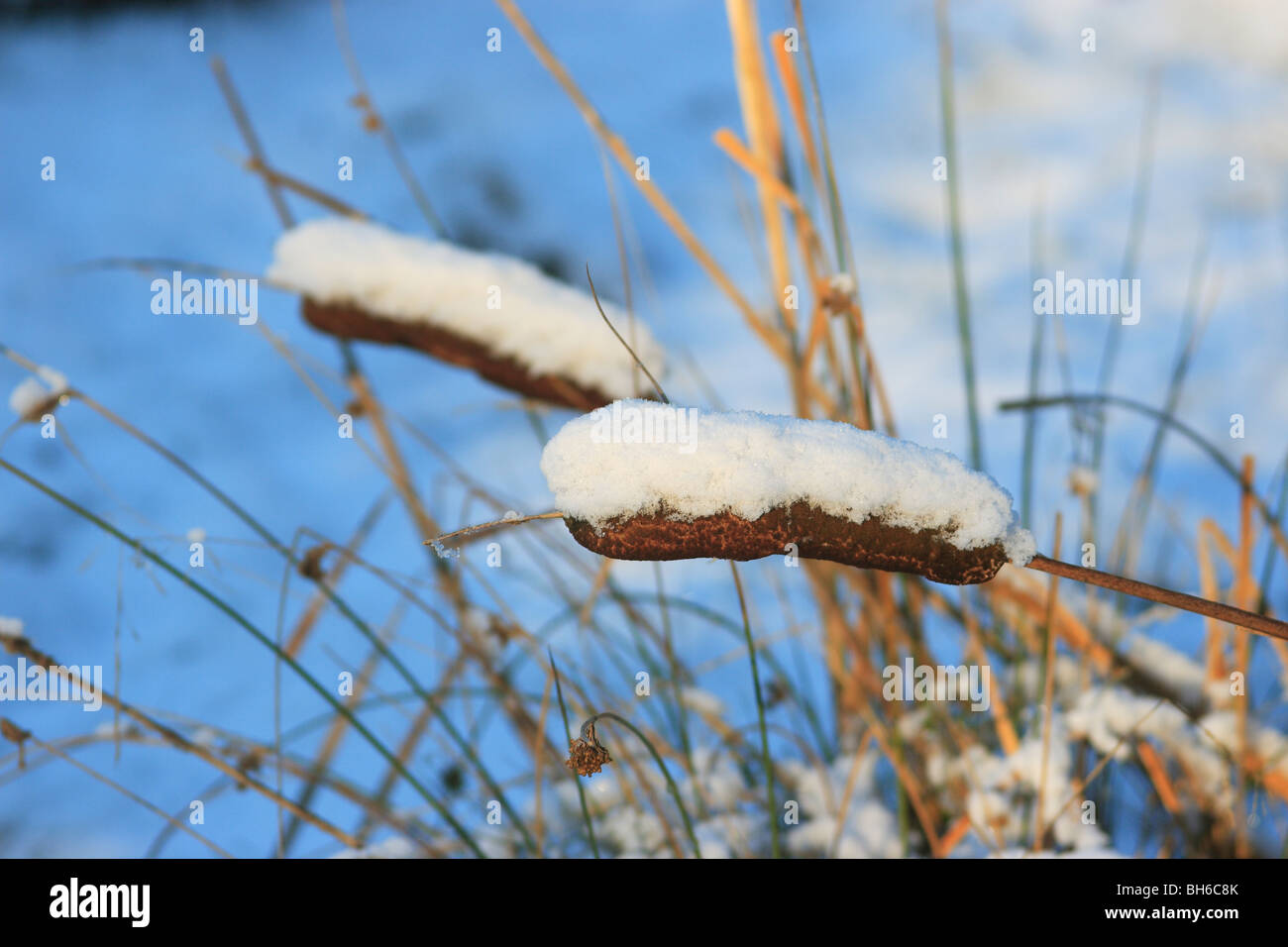 Great Reedmace (Typha latifolia) In snow. Stock Photo
