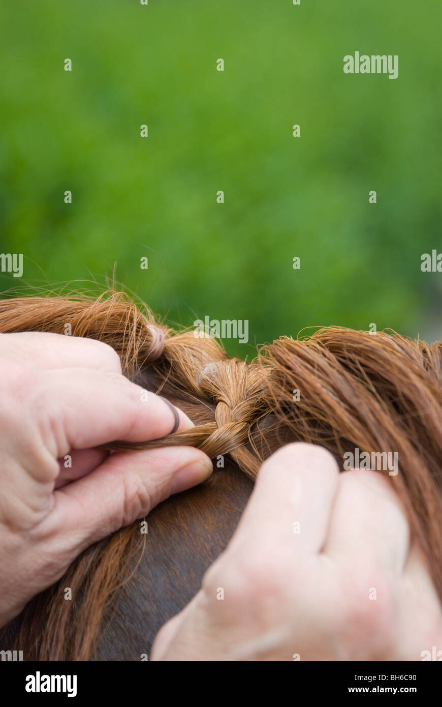 Close up picture of hands braiding a horse mane, selective focus on knot and copyspace above. Stock Photo