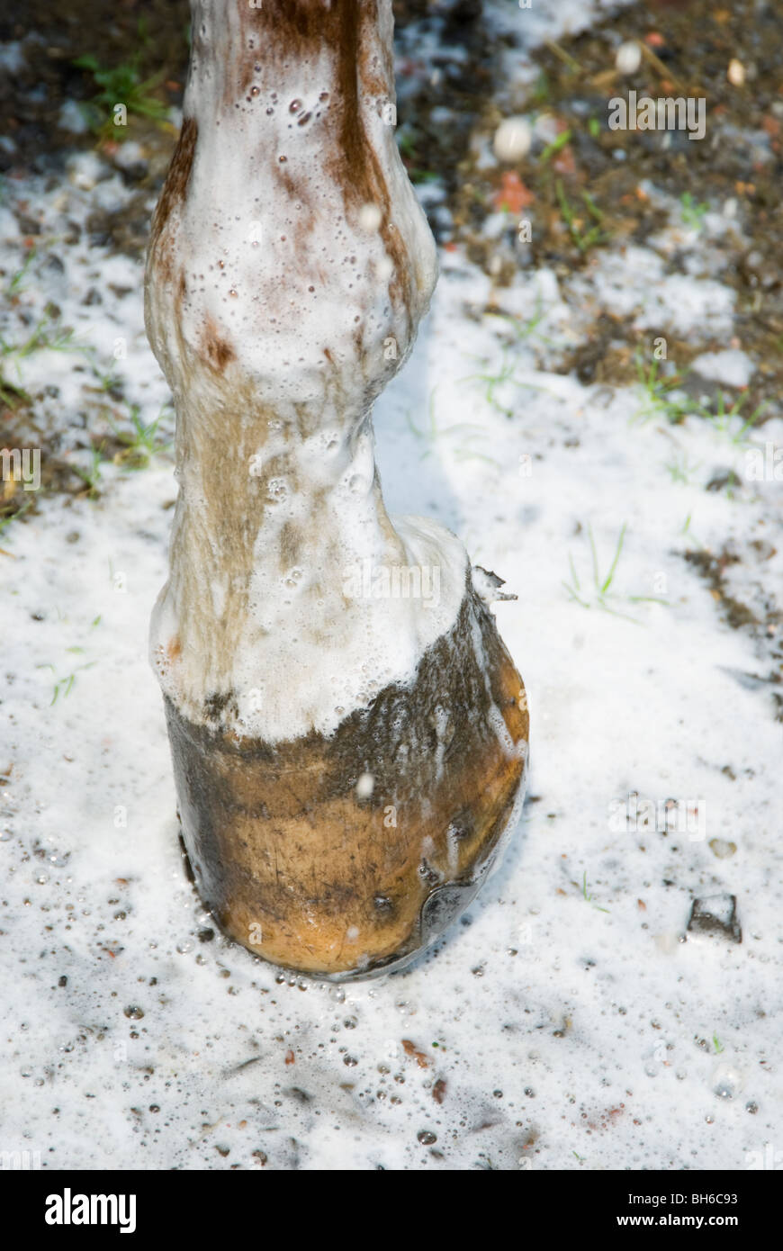 Picture of a horse hoof in soap suds during a bath. Stock Photo