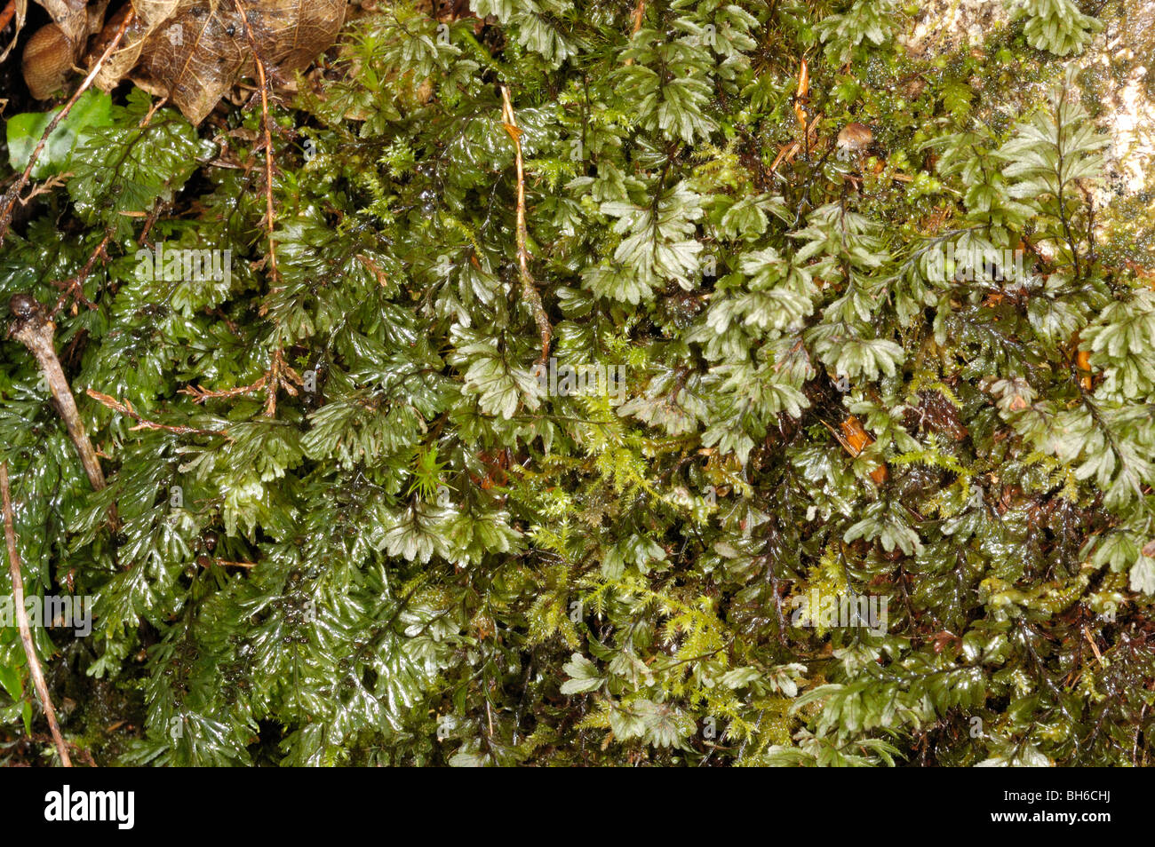 Filmy-ferns together Stock Photo