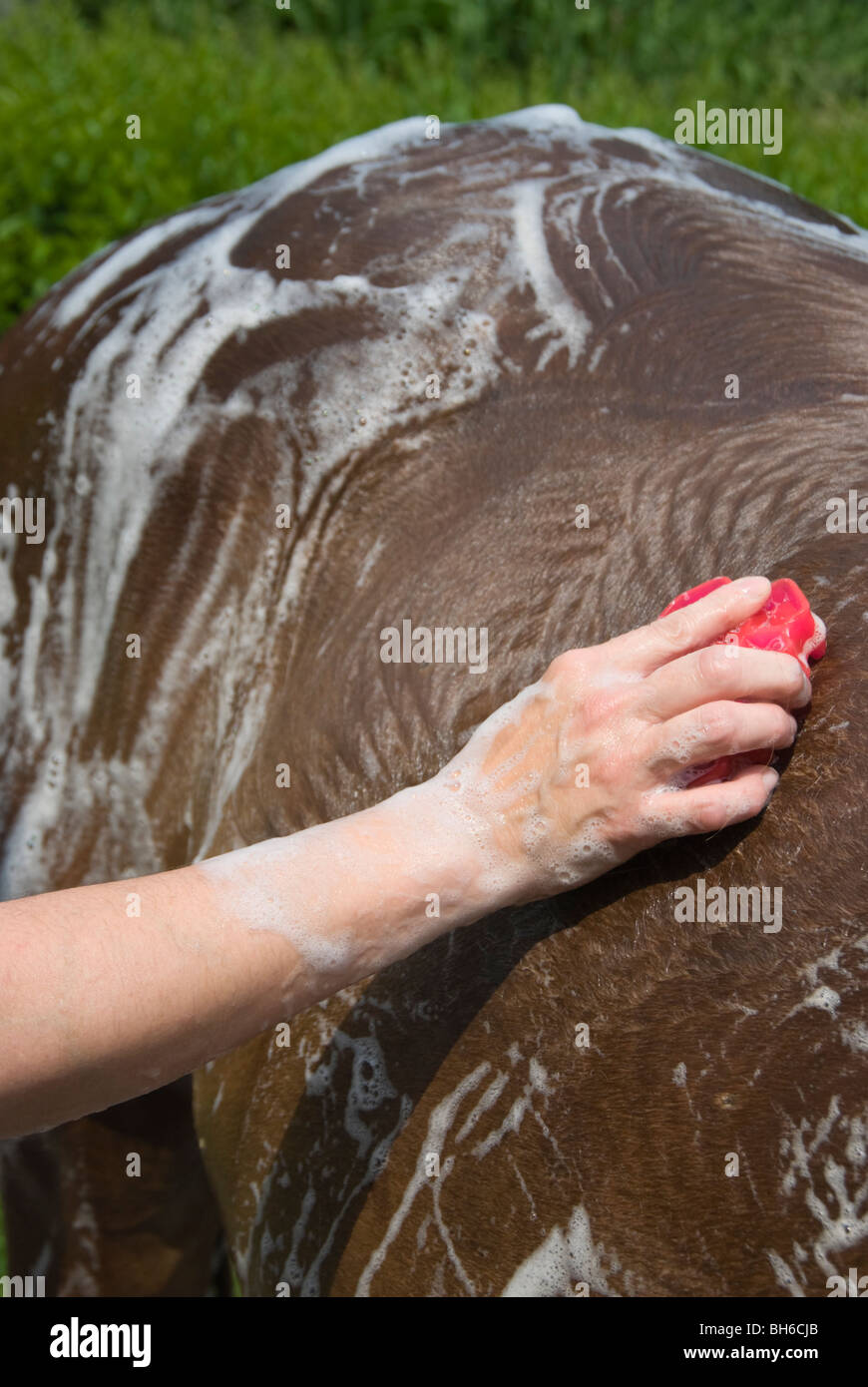Photo of horse hide being scrubbed with tool during horse bath. Stock Photo