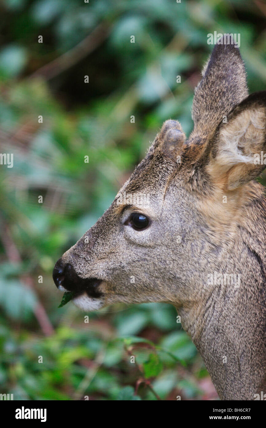 Roe buck hi-res stock photography and images - Alamy