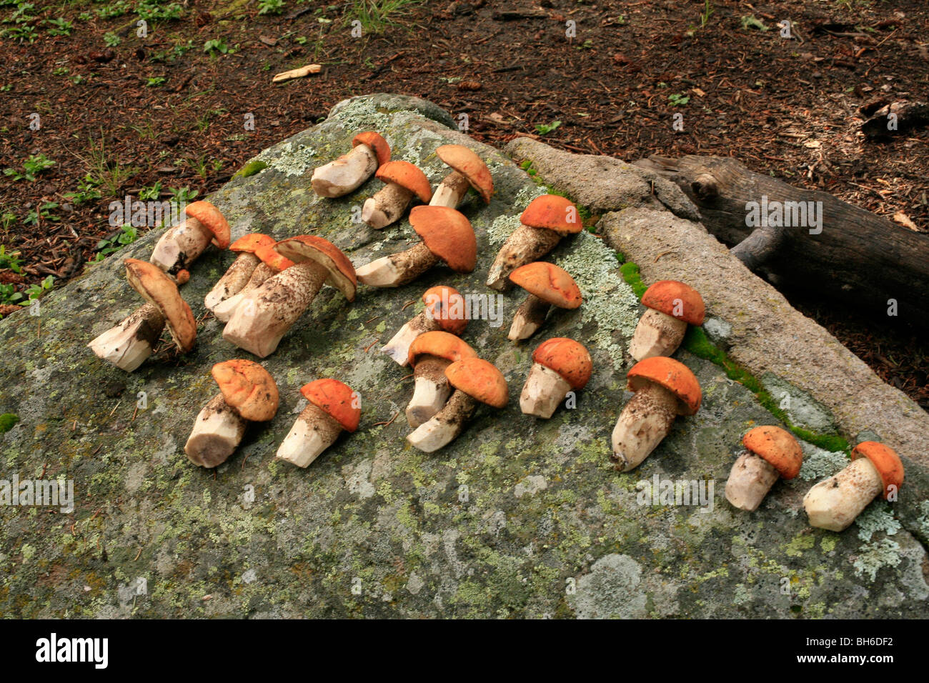 Wild mushrooms displayed on a rock Stock Photo - Alamy