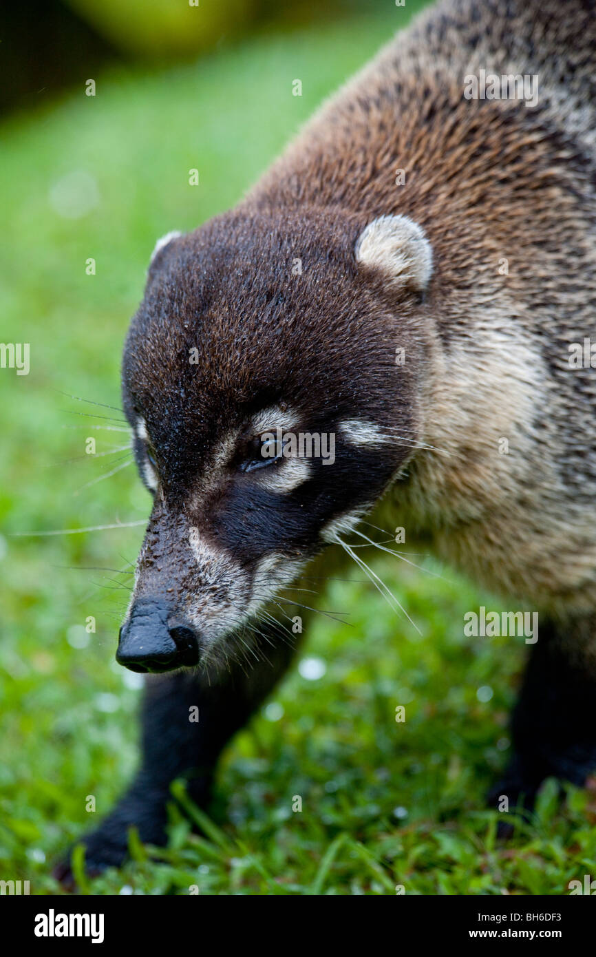 Coati Costa Rica Hi Res Stock Photography And Images Alamy