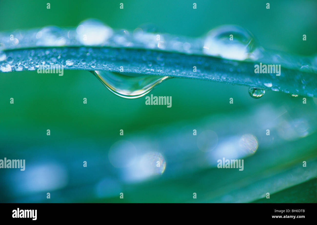 dew drops at a blade of grass Stock Photo Alamy