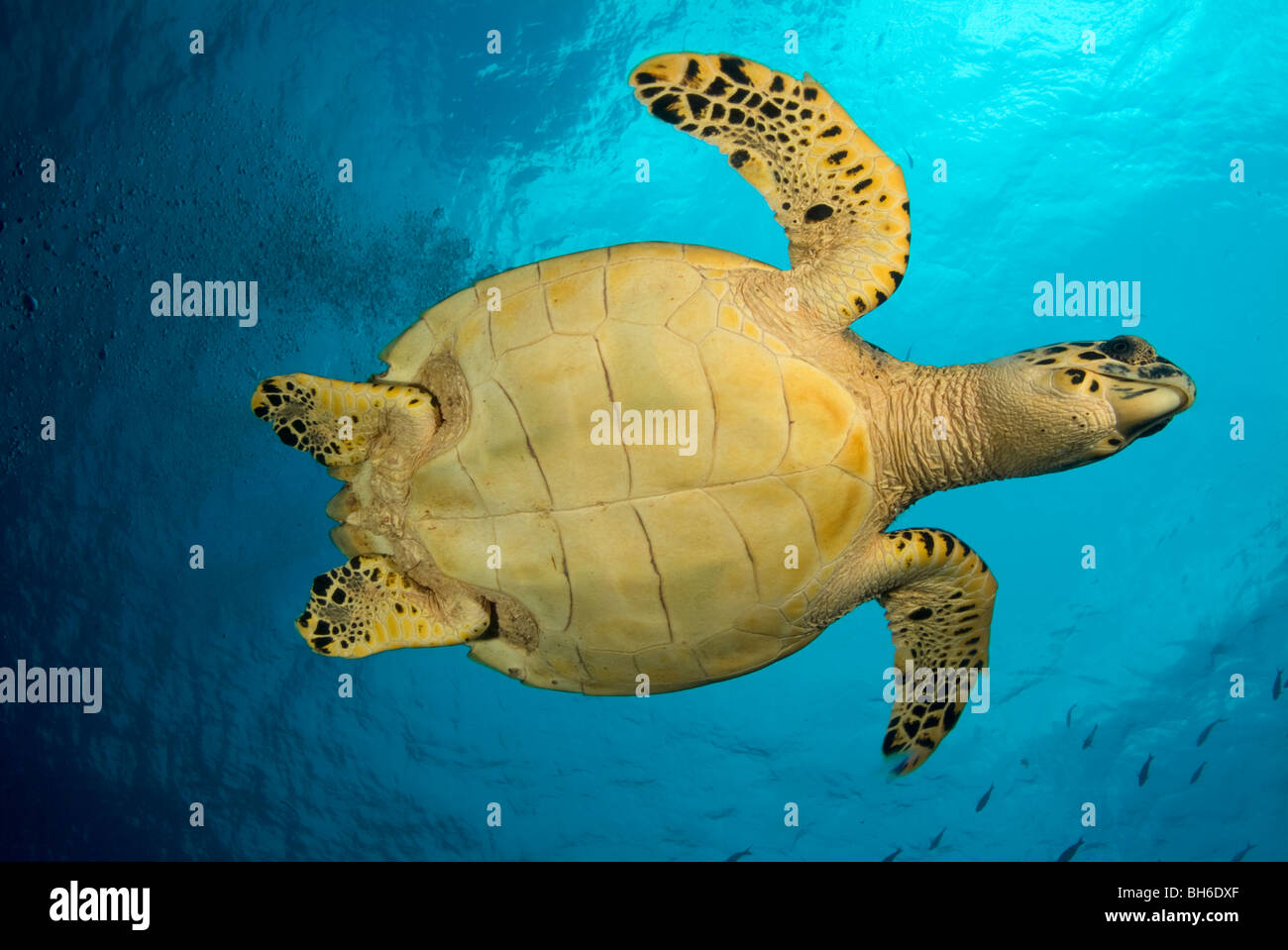 Hawksbill turtle in Tobago Stock Photo
