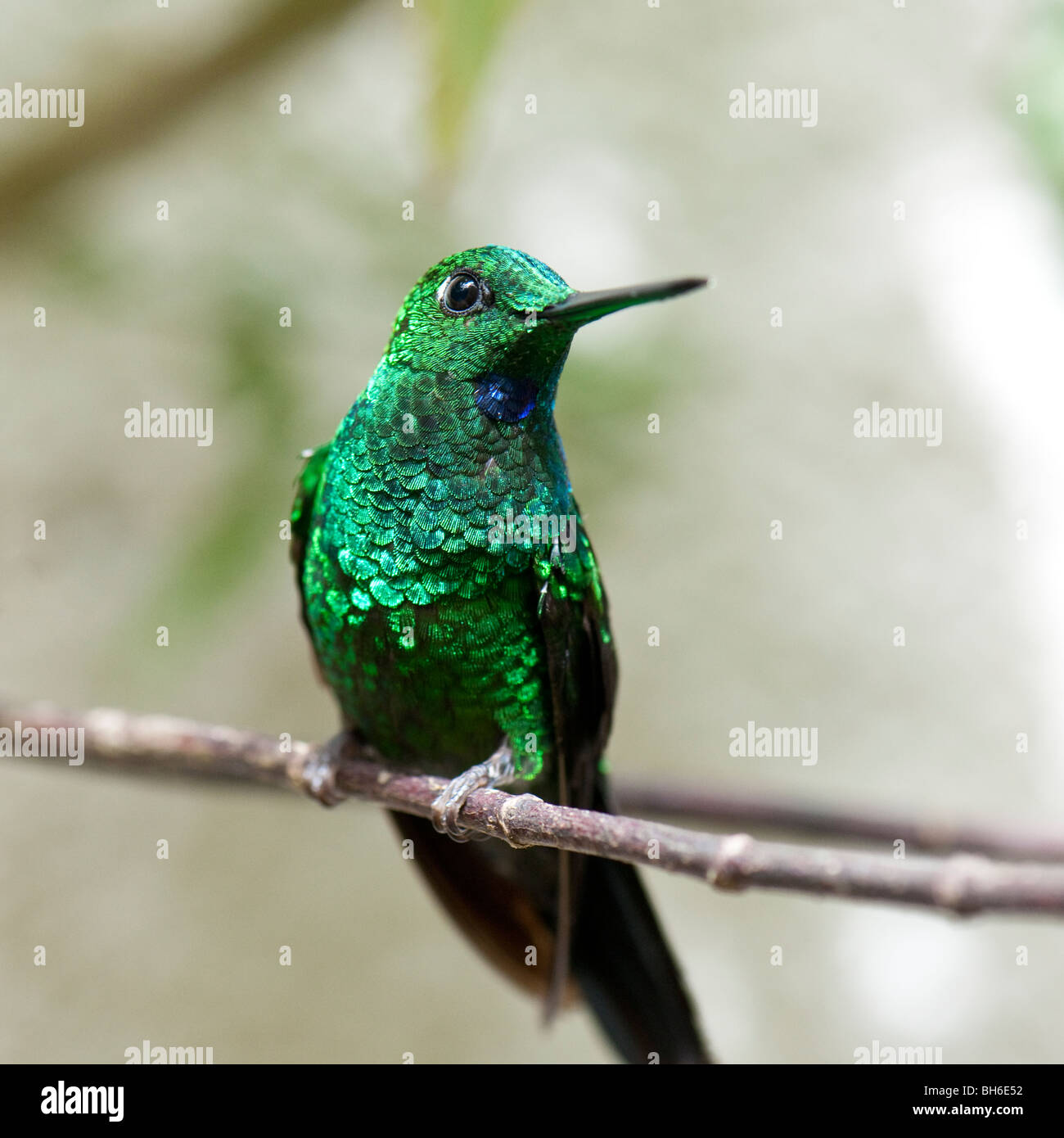 Green crowned Brilliant Hummingbird In The Monteverde Rain Forest In green-crowned-brilliant-hummingbird-in-the-monteverde-rain-forest-in