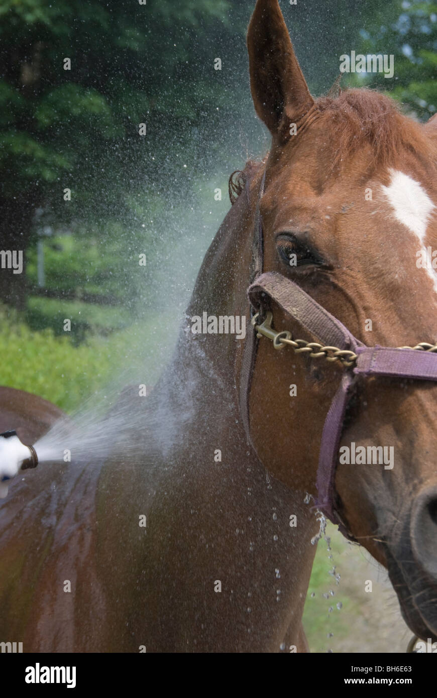 Picutre of horse being sprayed down with a water hose before being scrubbed. Stock Photo