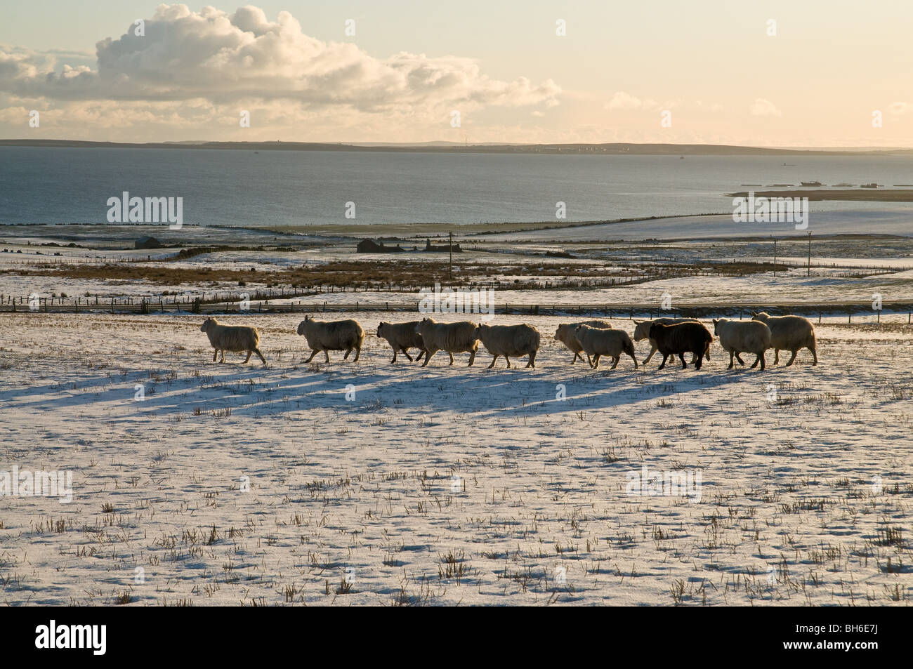 dh ORPHIR ORKNEY Sheep flock walking over snow covered field snowscape wintery countryside winter Stock Photo