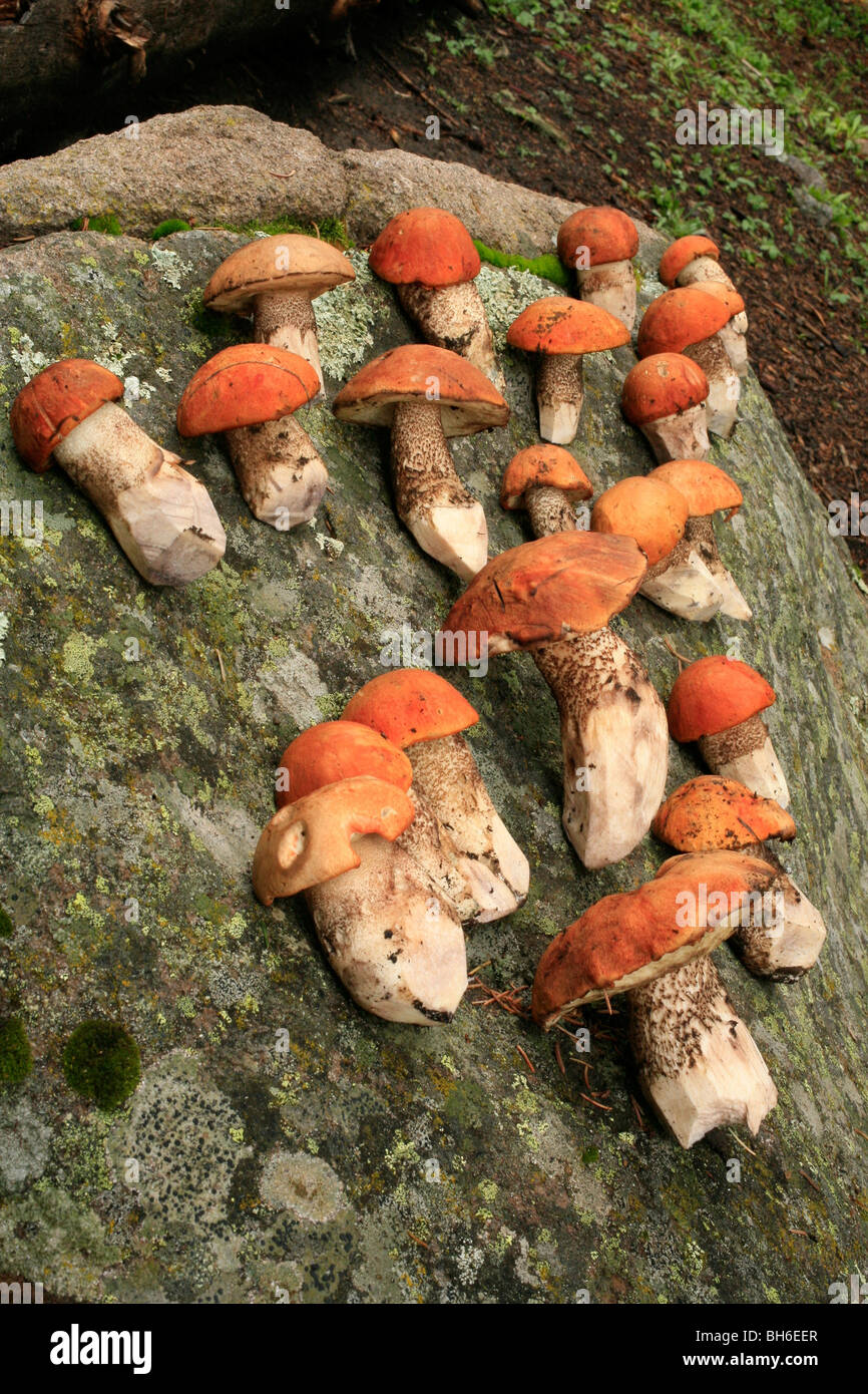 Wild mushrooms displayed on a rock Stock Photo - Alamy