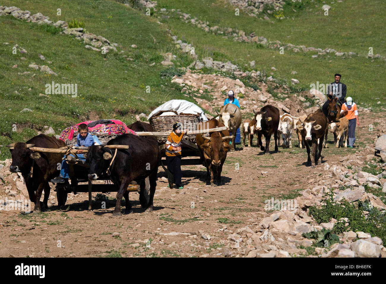 Traveling with ox carts to highlands, Posof Ardahan Turkey. Stock Photo